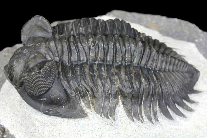 Coltraneia Trilobite Fossil - Huge Faceted Eyes #146573